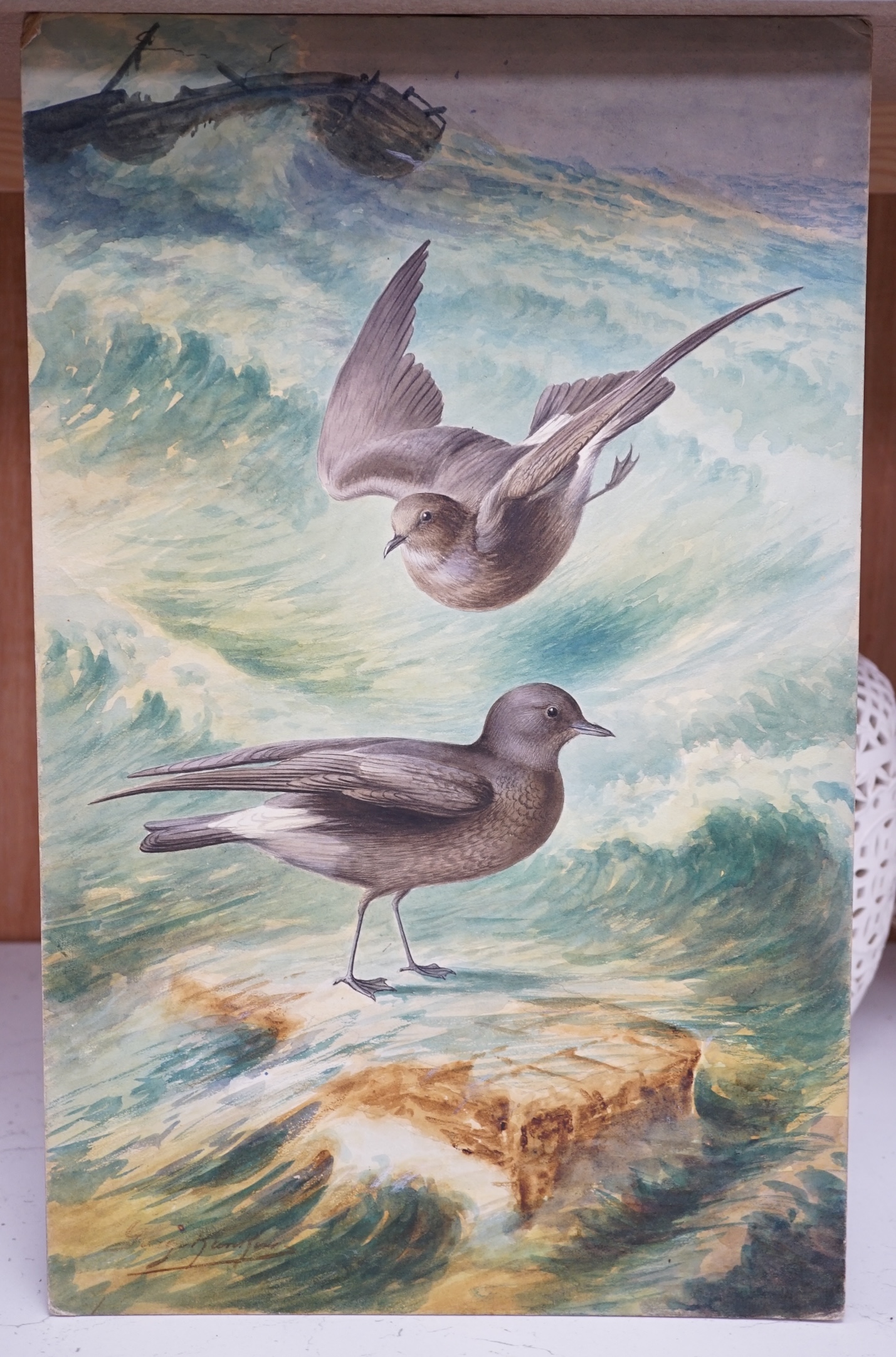George Rankin (1864-1937), two watercolours on card, ‘Storm petrels’ and ‘Razorbills’, each signed, unframed, 46 x 29cm. Condition - fair to good